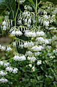 PTEROSTYRAX HISPIDA