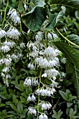 PTEROSTYRAX HISPIDA