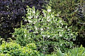 PTEROSTYRAX HISPIDA