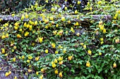 CORYDALIS SCANDENS