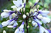 AGAPANTHUS TWISTER