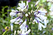 AGAPANTHUS TWISTER