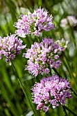 ALLIUM SUMMER BEAUTY