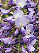 WISTERIA SINENSIS (CHINESE WISTERIA)