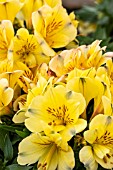 ALSTROEMERIA INTICANCHA CABANA