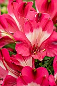 ALSTROEMERIA INTICANCHA ROMANCE