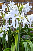 AMARYLLIS BELLADONNA ALBA