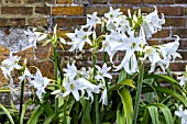 AMARYLLIS BELLADONNA ALBA