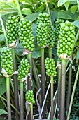 ARUM ITALICUM MARMORATUM