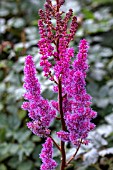 ASTILBE PURPLE HAZE