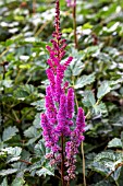 ASTILBE PURPLE HAZE