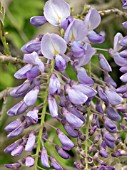 WISTERIA SINENSIS (CHINESE WISTERIA)