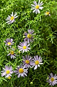 BRACHYCOME IBERIDIFOLIA BLUE