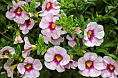 CALIBRACHOA ALOHA KONA TIKI SOFT PINK