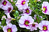 CALIBRACHOA ALOHA KONA TIKI SOFT PINK