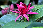 CALYCANTHUS FLORIDUS