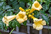 CAMPSIS RADICANS FLAVA