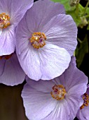 ABUTILON SUNTENSE