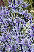 ERYNGIUM X ZABELII BIG BLUE