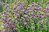 ORIGANUM VULGARE