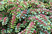 PILEA MACROPHYLLA