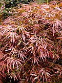 ACER PALMATUM DISSECTUM ORNATUM (JAPANESE MAPLE)