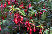 FUCHSIA RICCARTONII