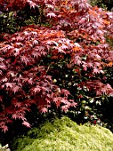 ACER PALMATUM HEPTALOBUM RUBRUM AND ACER PALMATUM DISSECTUM