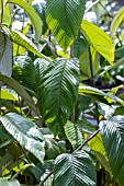 RUBUS CALOPHYLLUS