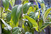 RUBUS CALOPHYLLUS