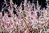 SALIX INTEGRA FLAMINGO