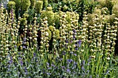SISYRINCHIUM STRIATUM