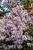 SYRINGA PUBESCENS MICROPHYLLA MISS KIM