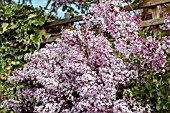 SYRINGA PUBESCENS MICROPHYLLA MISS KIM