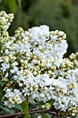 SYRINGA VULGARIS MADAME LEMOINE