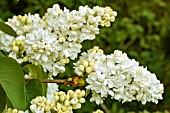 SYRINGA VULGARIS MADAME LEMOINE