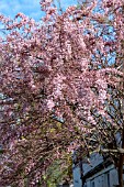 TAMARIX RAMOSSISIMA PINK CASCADE