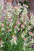 TULBAGHIA LEUCANTHA