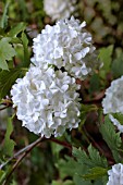 VIBURNUM OPULUS ROSEUM