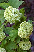 VIBURNUM OPULUS ROSEUM