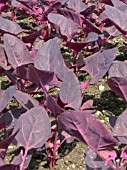 ATRIPLEX HORTENSIS ORACLE (ORACH)