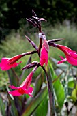 CANNA EHEMANNII