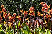 CANNA STRIATA SYN PRETORIA