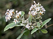 BUDDLEIA OFFICINALIS