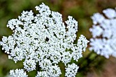 DAUCUS CAROTA