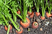 DAUCUS CARROTA IDEAL RED