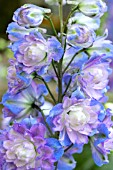 DELPHINIUM HIGHLANDER BOLERO