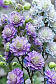 DELPHINIUM HIGHLANDER SWEET SENSATION