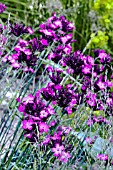 DIANTHUS CARTHUSIANORUM