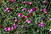 DIANTHUS CARTHUSIANORUM